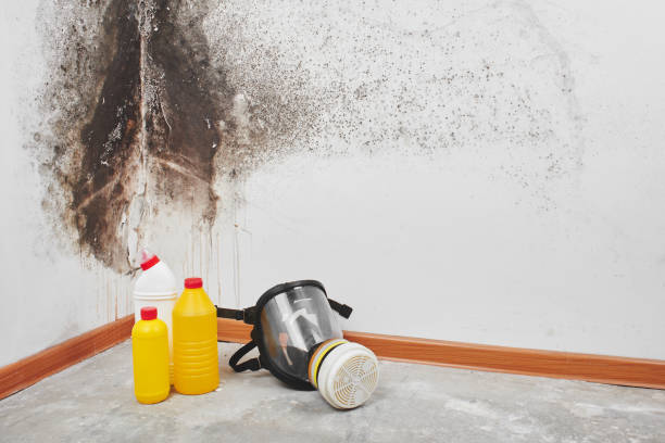 Office Mold Removal Services in Bethpage, NY