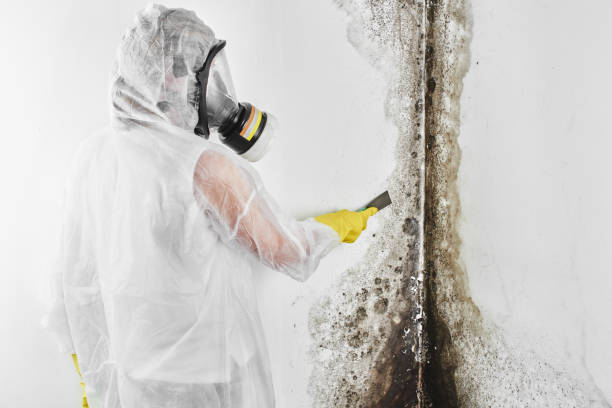 Mold Testing and Removal in Bethpage, NY