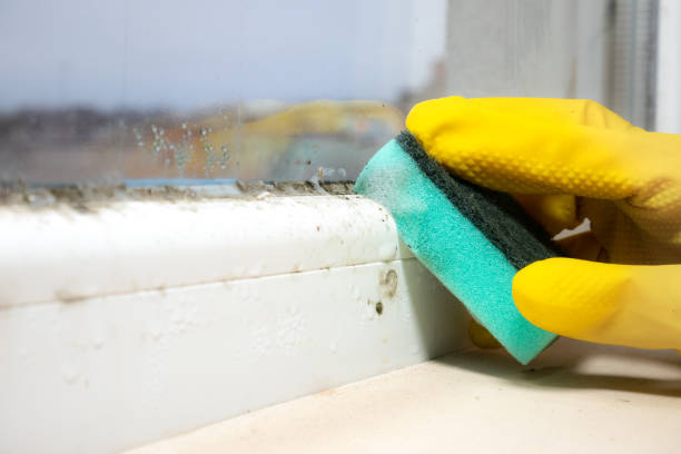 Bethpage, NY Mold Removal Company