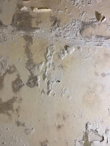 Mold Removal Process in Bethpage, NY