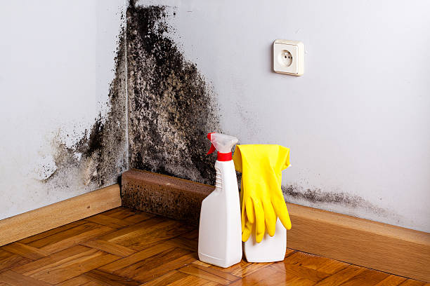 Best Residential Mold Removal  in Bethpage, NY