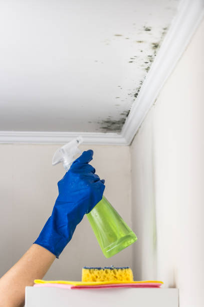 Professional Mold Removal in Bethpage, NY